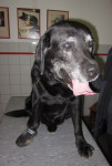 Robbie, labrador reu van 11 jaar, heeft na een operatie artrose aan zijn voet gekregen. Acup doet iets, maar niet genoeg